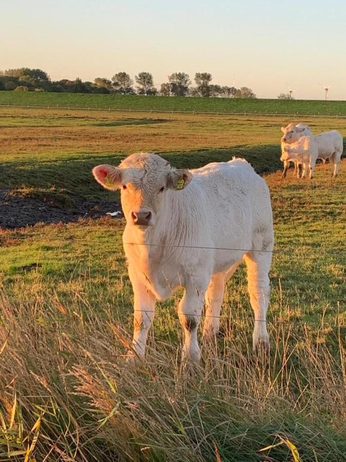 Ferienwohnung Hein Am Nordseedeich Butjadingen Zewnętrze zdjęcie