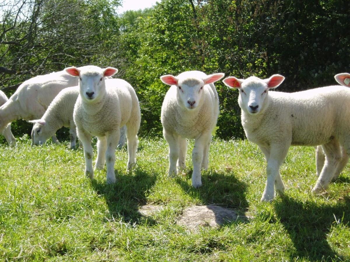 Ferienwohnung Hein Am Nordseedeich Butjadingen Zewnętrze zdjęcie